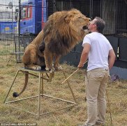 英国最后一只狮子驯兽师被拒绝获得许可证