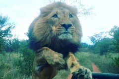 巨大的狮子肆虐英国野生动物园主人SHOT DEAD