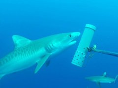 通过从水中提取DNA在太平洋中发现的鲨鱼物种缺失